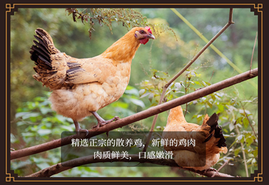 鸡拼拼品牌加盟